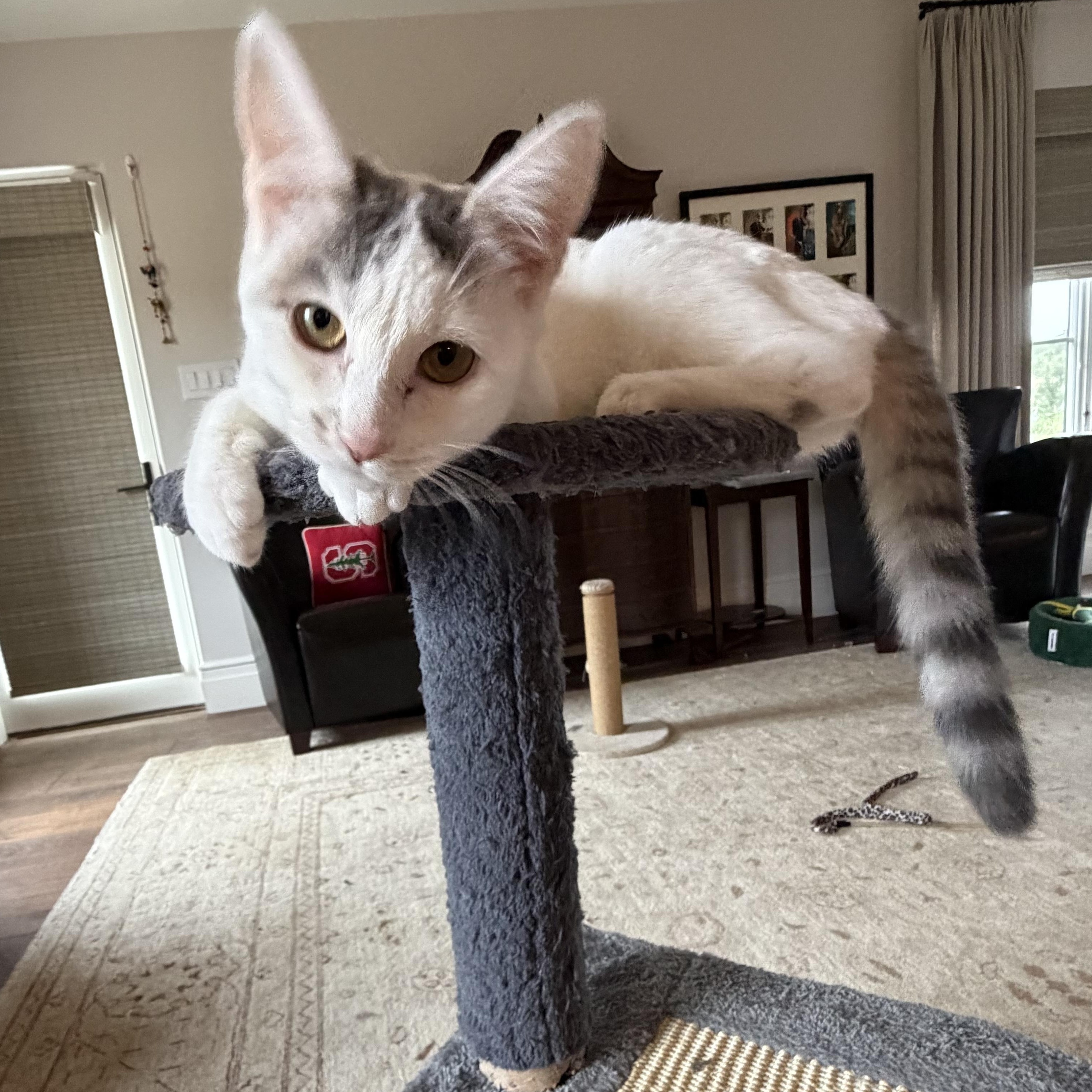 Beautiful Swan, a Adoptable Domestic Short Hair in Boston, MA image 4/6
