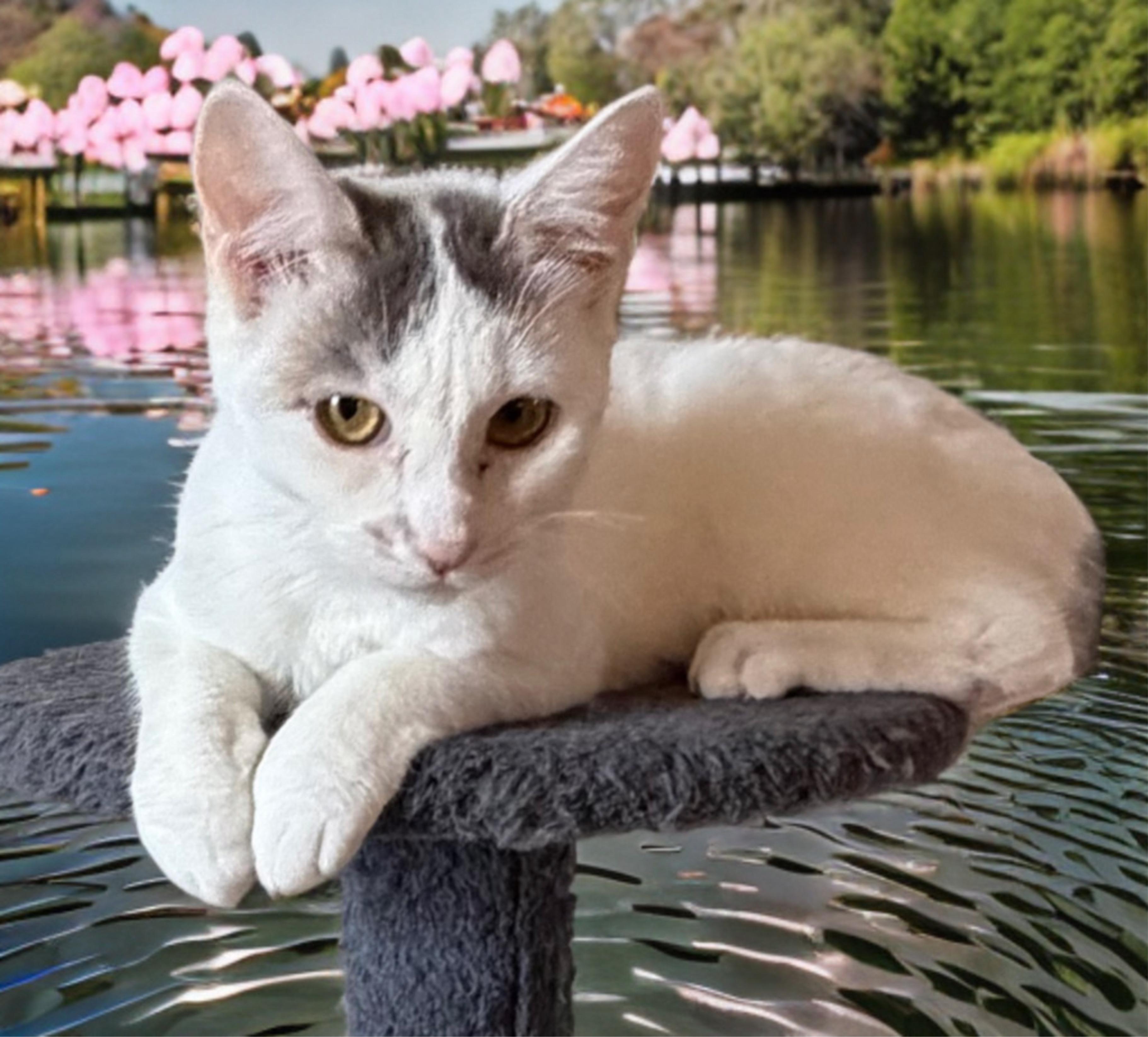 Beautiful Swan, a Adoptable Domestic Short Hair in Boston, MA image 2/6