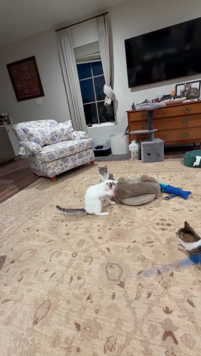 Enlarge Beautiful Swan, a Adoptable Domestic Short Hair in Boston, MA video 6/6