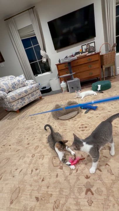 Enlarge Beautiful Swan, a Adoptable Domestic Short Hair in Boston, MA video 5/6