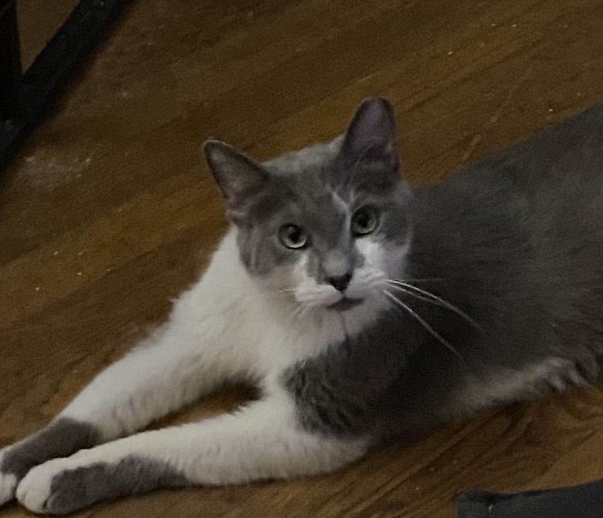 Dixon //// FeLV+, Adoptable, Adult Male Chartreux.