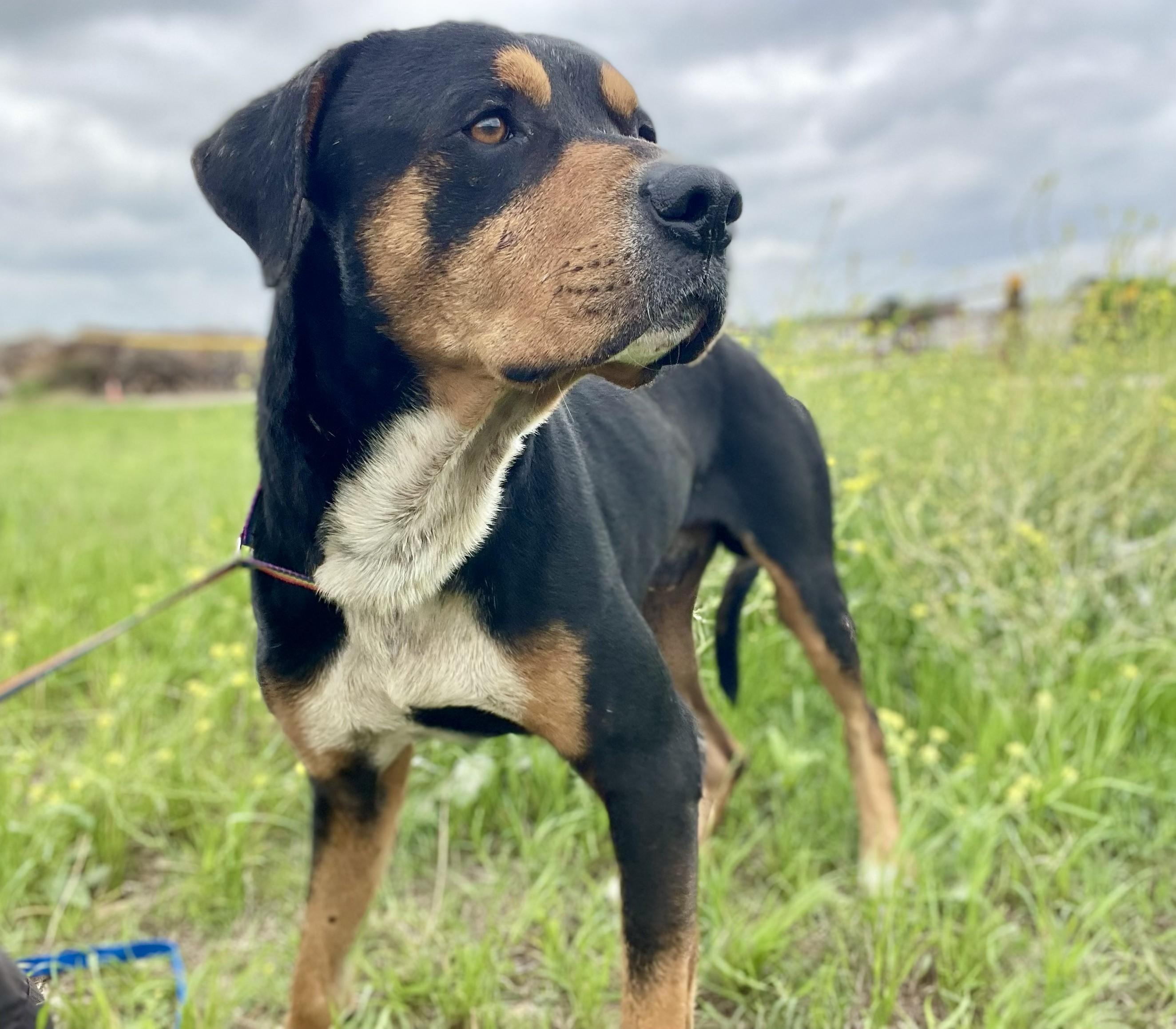 Enlarge Scooby, a ADOPTABLE mixed breed in Elgin, IL image 3/3