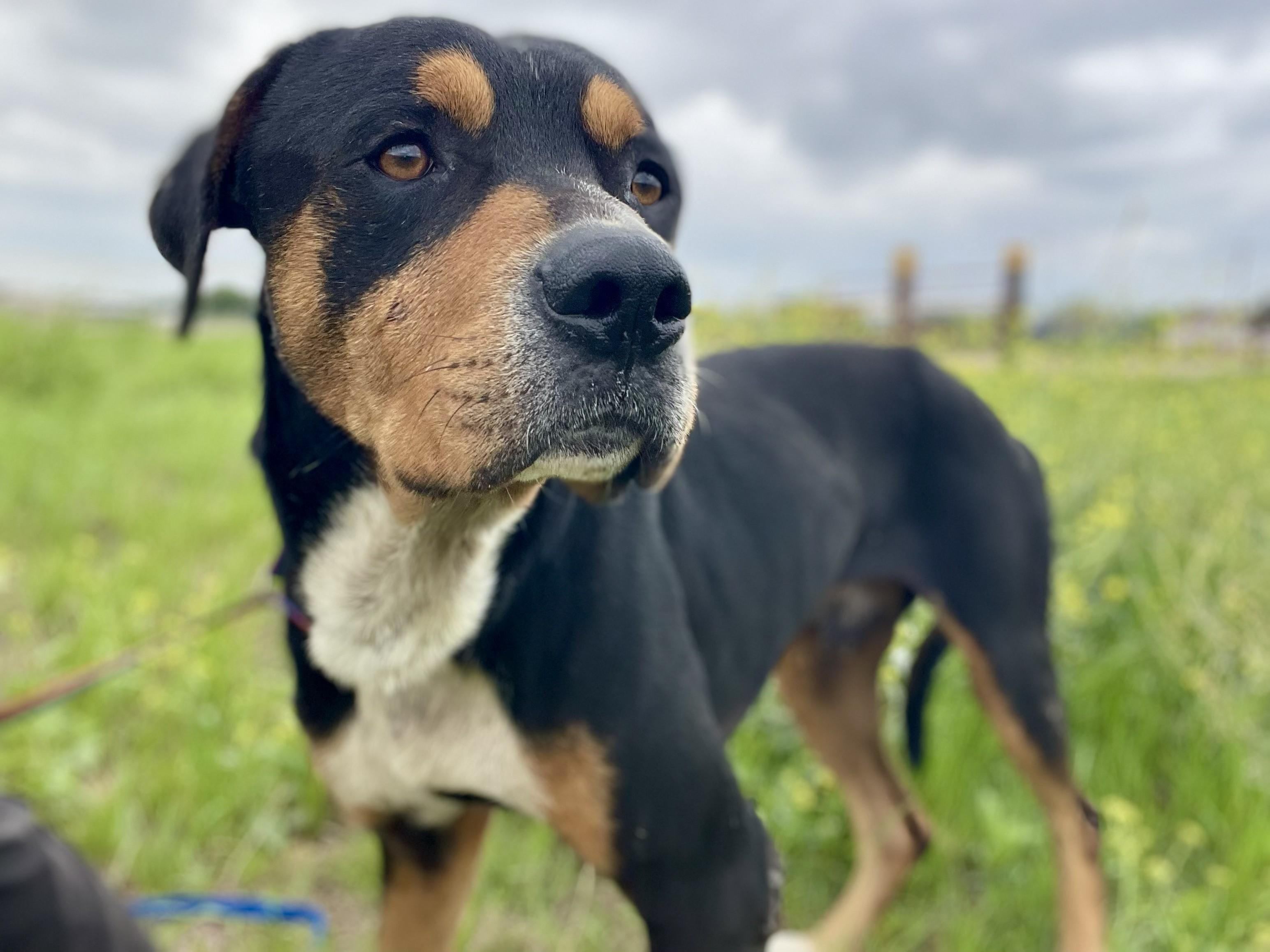Enlarge Scooby, a ADOPTABLE mixed breed in Elgin, IL image 2/3