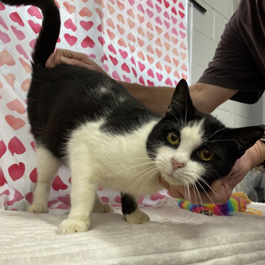 Enlarge Sylvester, a Adoptable Domestic Short Hair in Walnut Cove, NC image 2/6