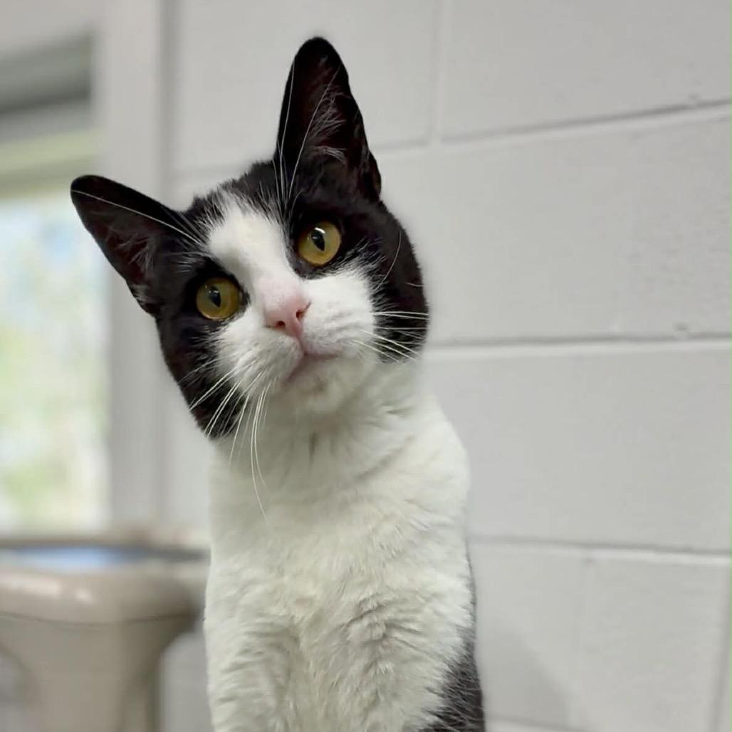 Enlarge Sylvester, a Adoptable Domestic Short Hair in Walnut Cove, NC image 1/6