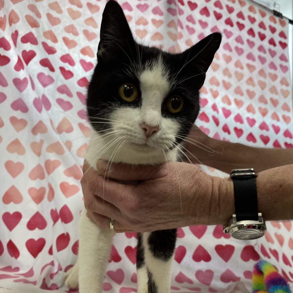 Enlarge Sylvester, a Adoptable Domestic Short Hair in Walnut Cove, NC image 3/6