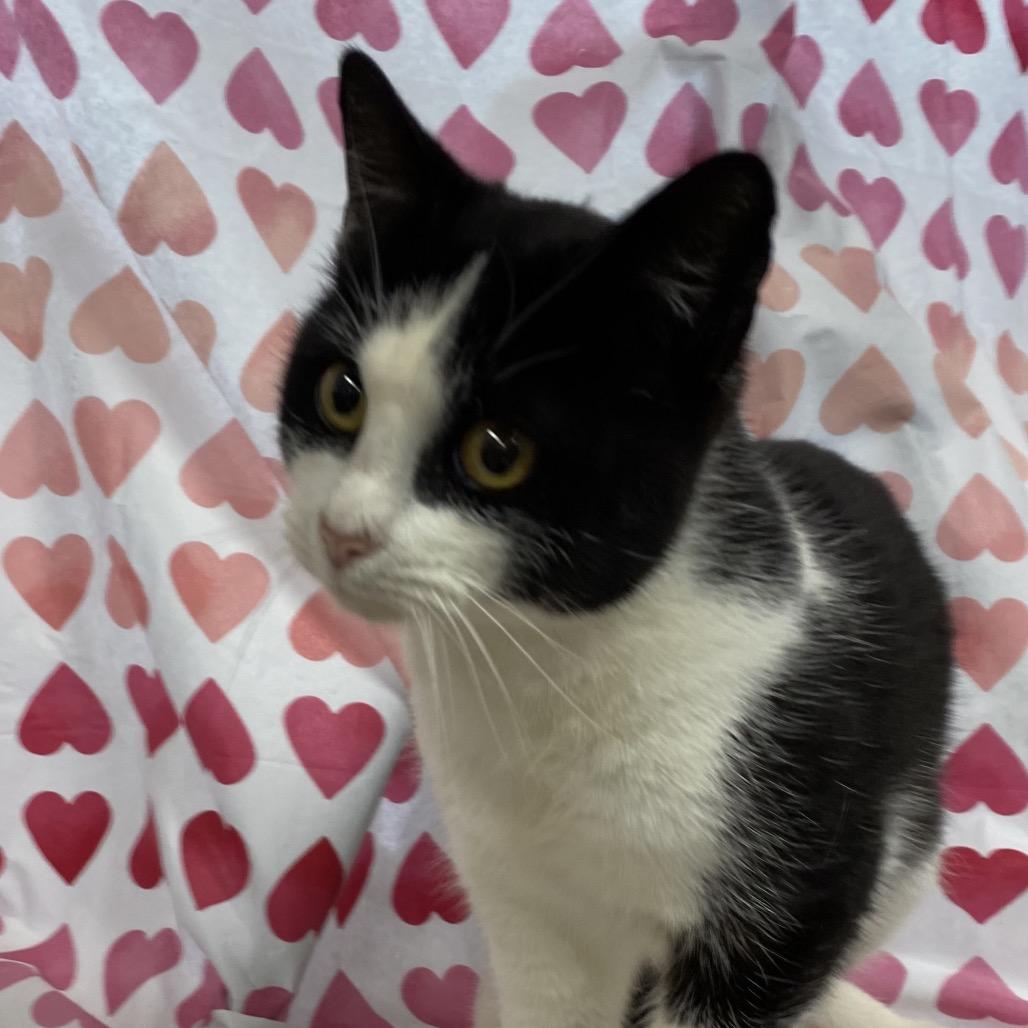 Enlarge Sylvester, a Adoptable Domestic Short Hair in Walnut Cove, NC image 4/6