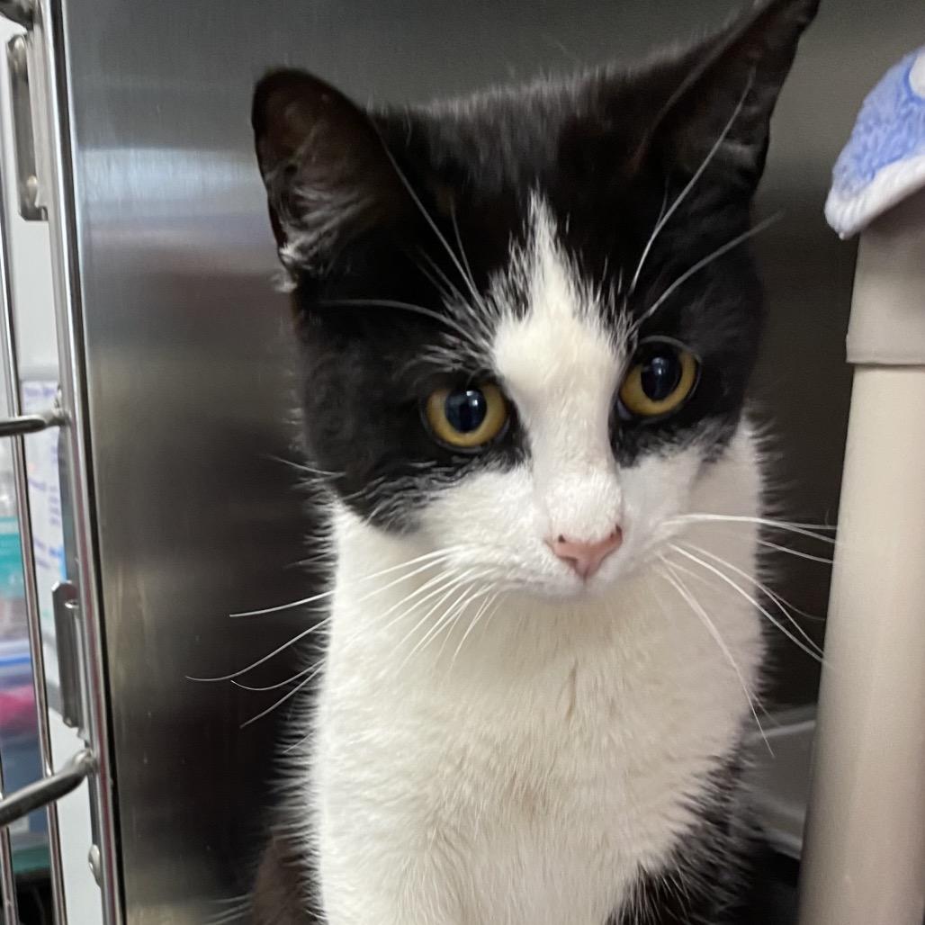 Enlarge Sylvester, a Adoptable Domestic Short Hair in Walnut Cove, NC image 5/6