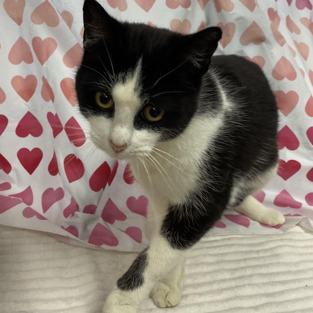 Enlarge Sylvester, a Adoptable Domestic Short Hair in Walnut Cove, NC image 6/6