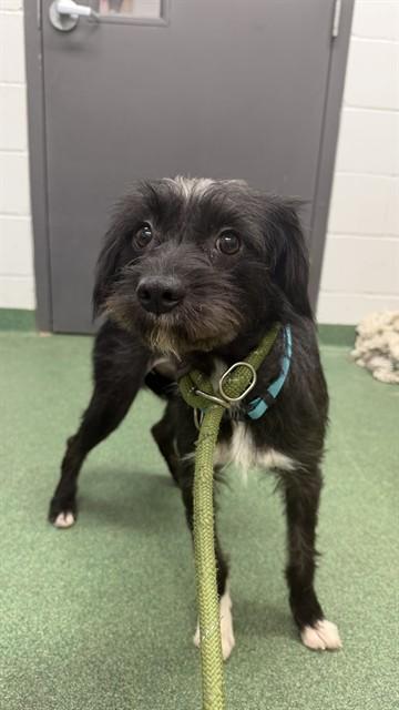 DORIS, Adoptable, Young Female Terrier & Mixed Breed.