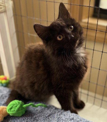 Alice, Adoptable, Young Female Domestic Long Hair.