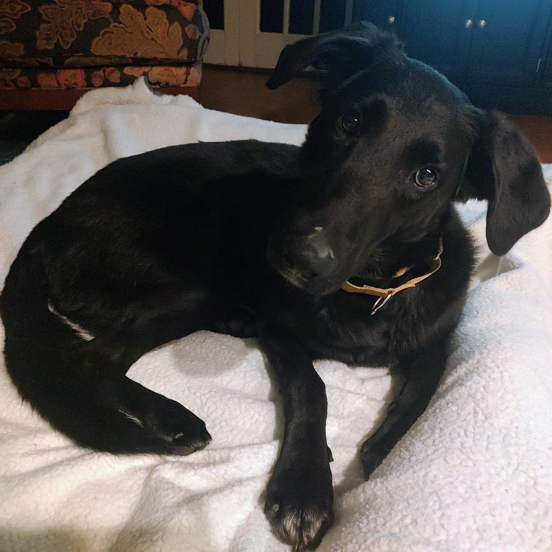 Enlarge Arlington, a Adoptable mixed breed in North Jackson, OH image 2/4