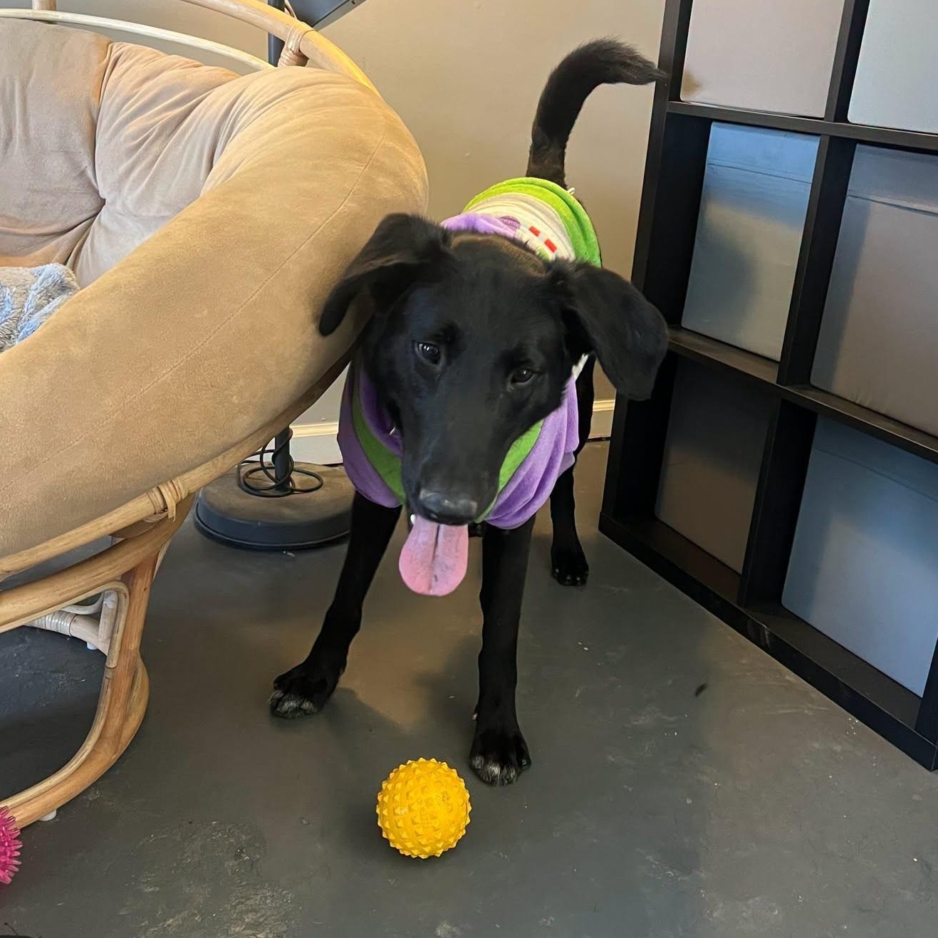 Enlarge Arlington, a Adoptable mixed breed in North Jackson, OH image 1/4