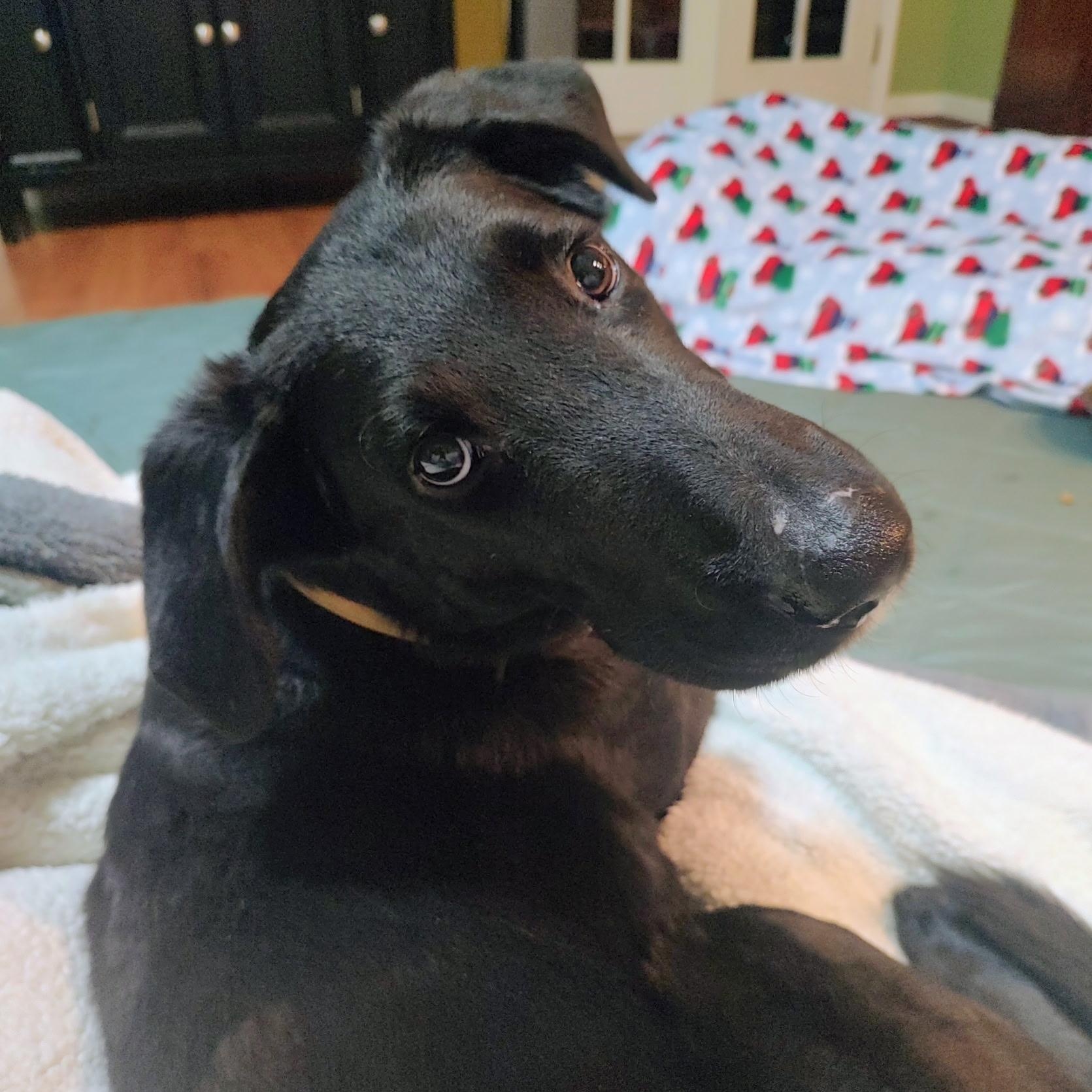 Enlarge Arlington, a Adoptable mixed breed in North Jackson, OH image 3/4