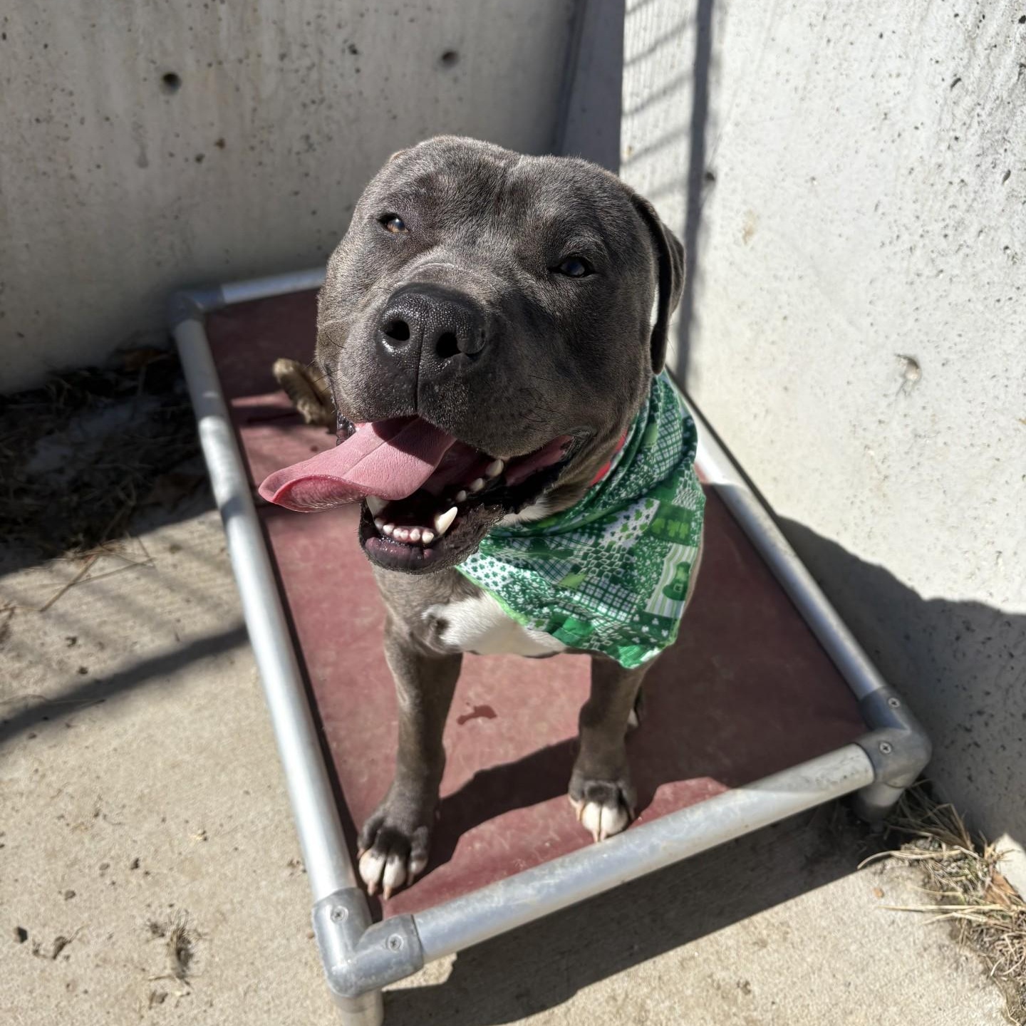 Enlarge Mochi, a Adoptable Mixed Breed in Atchison, KS image 4/5