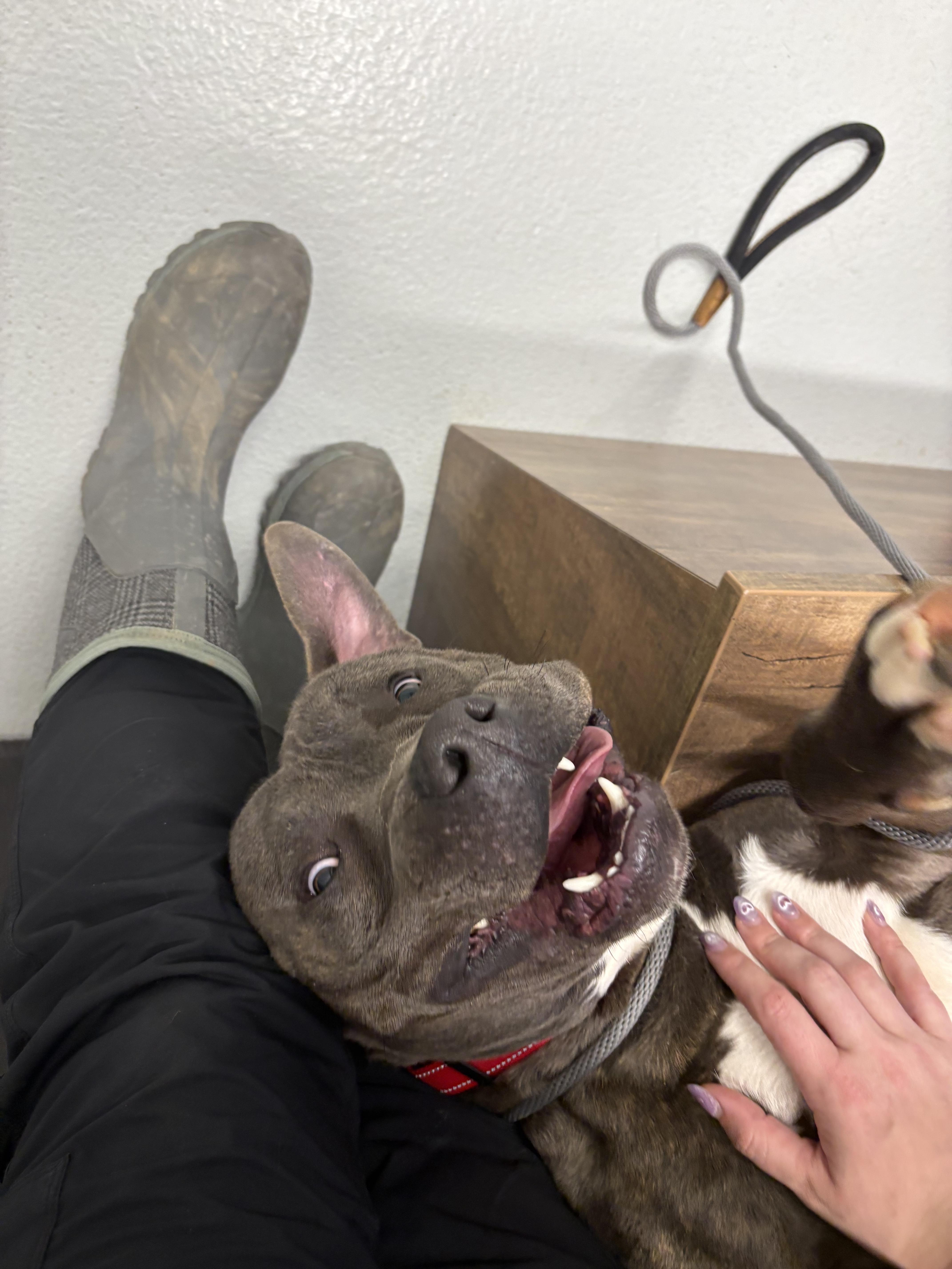 Enlarge Mochi, a Adoptable Mixed Breed in Atchison, KS image 5/5