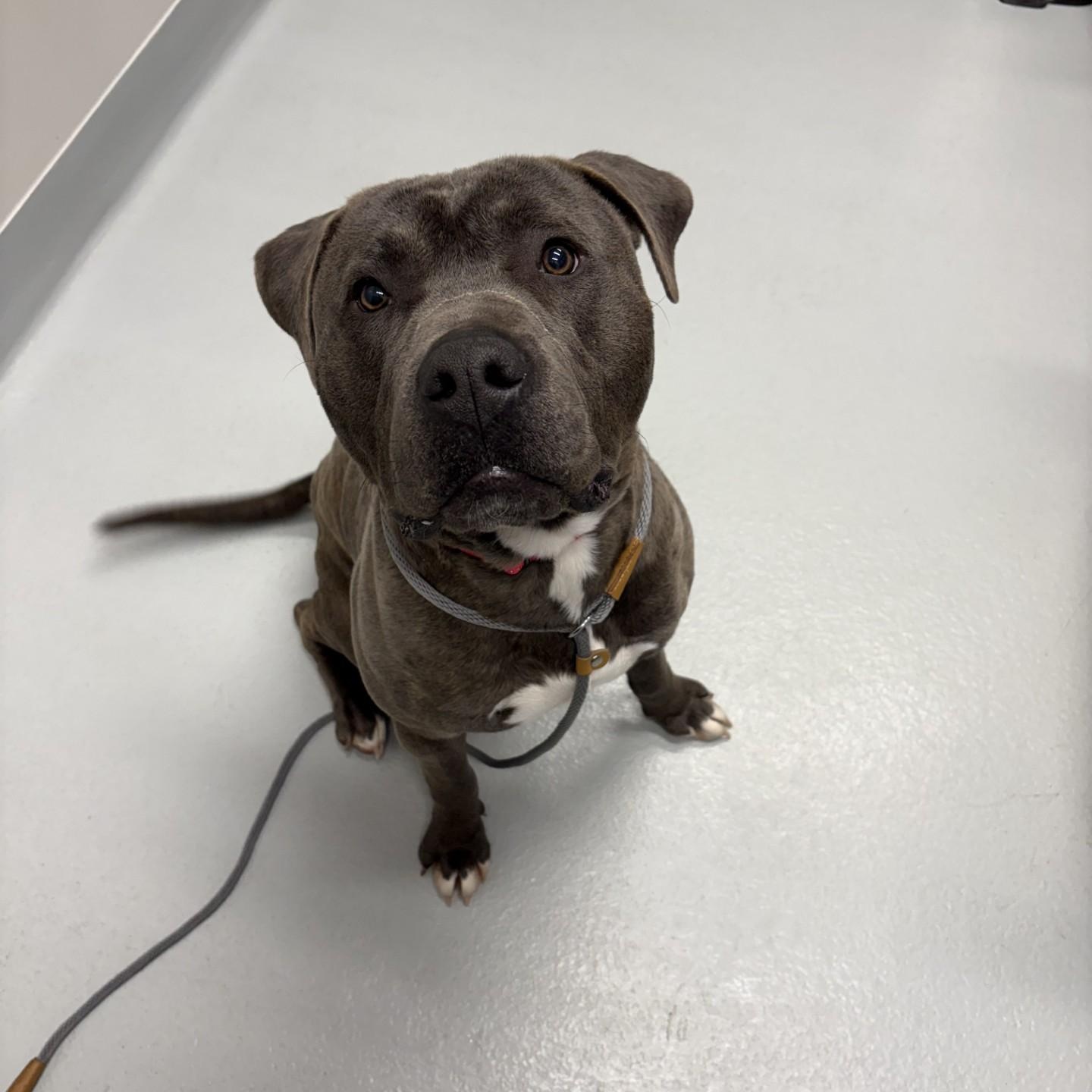 Enlarge Mochi, a Adoptable Mixed Breed in Atchison, KS image 3/5