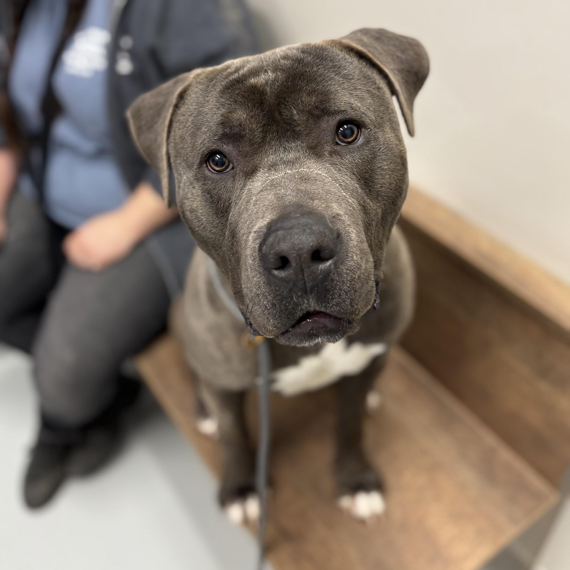 Enlarge Mochi, a Adoptable Mixed Breed in Atchison, KS image 1/5