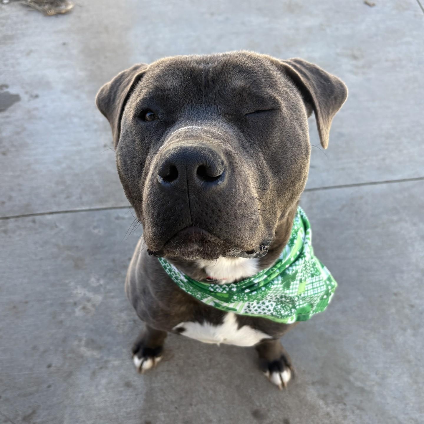 Enlarge Mochi, a Adoptable Mixed Breed in Atchison, KS image 2/5