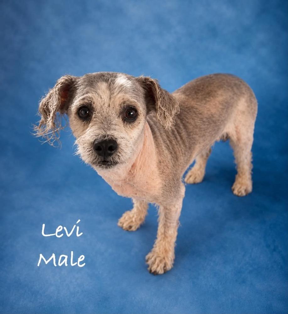 Levi, a Adoptable mixed breed in Boulder, CO image 1/4