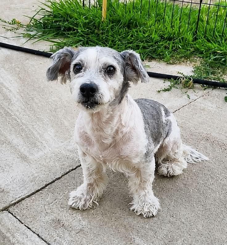 Levi, a Adoptable mixed breed in Boulder, CO image 2/4