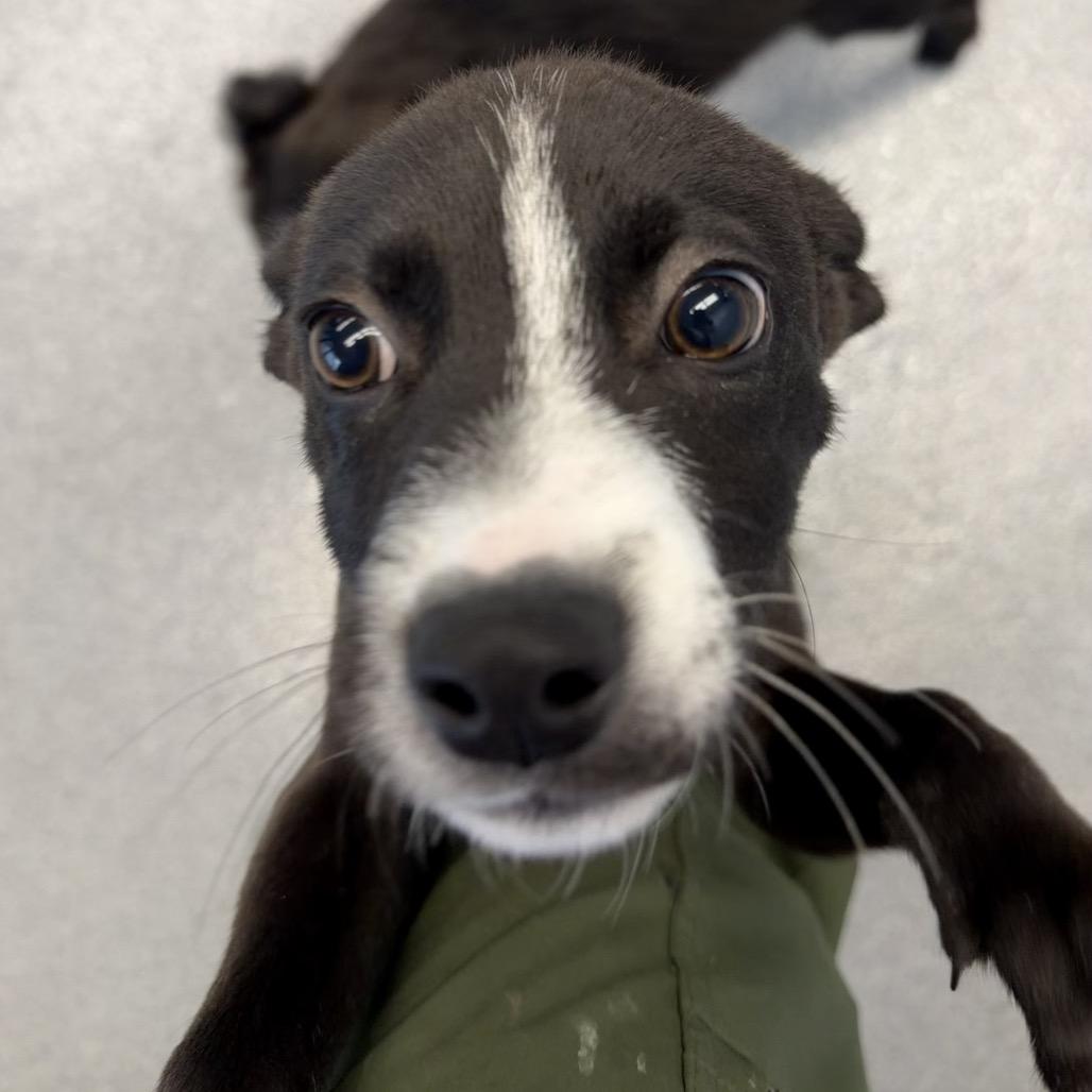 Bugsy, a Adoptable mixed breed in Martinsville, VA image 1/6