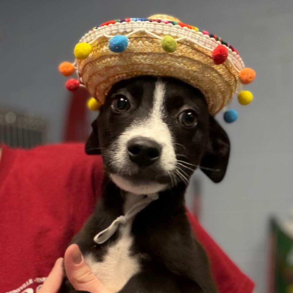Bugsy, a Adoptable mixed breed in Martinsville, VA image 2/6