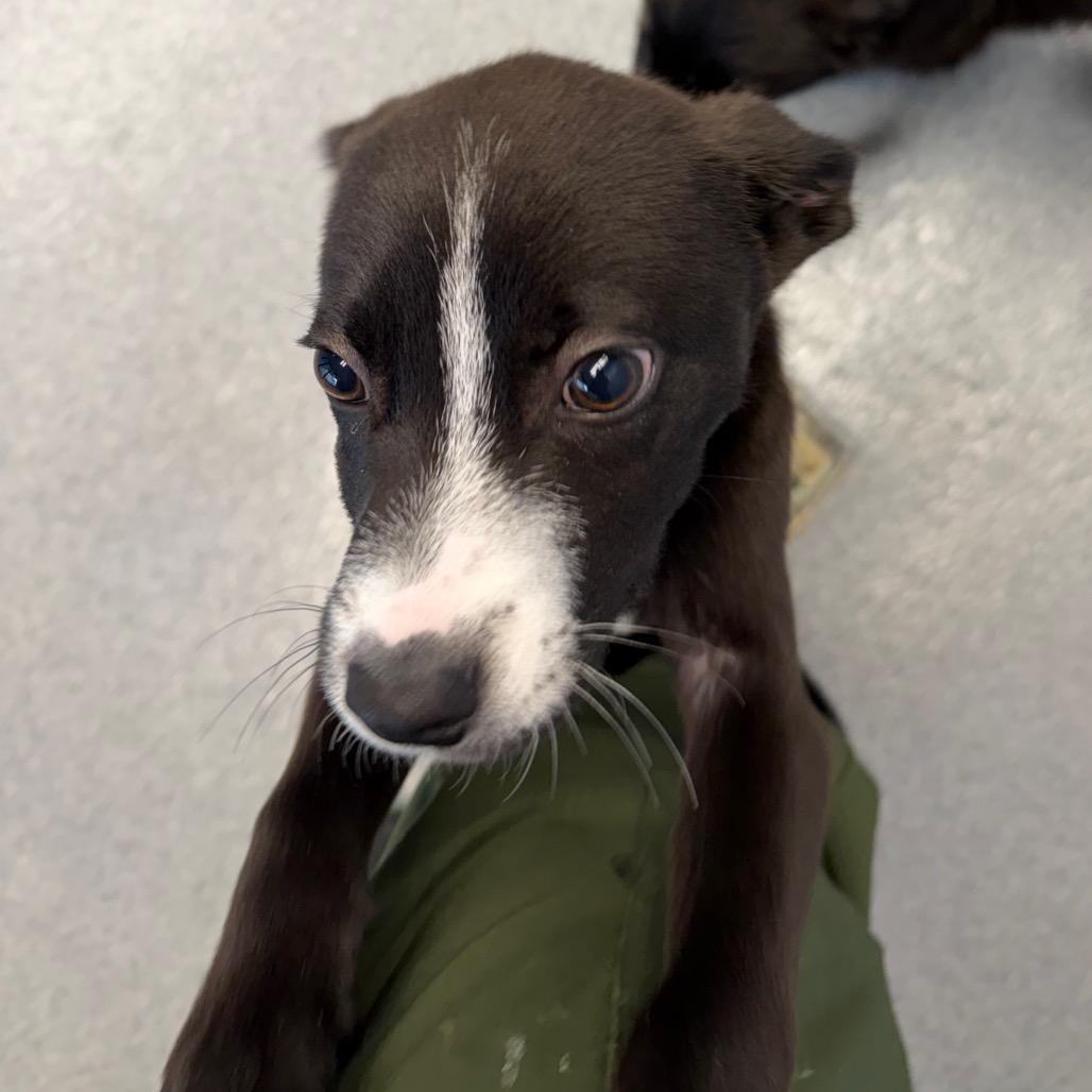 Bugsy, a Adoptable mixed breed in Martinsville, VA image 3/6