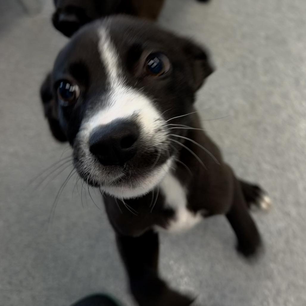 Bugsy, a Adoptable mixed breed in Martinsville, VA image 4/6