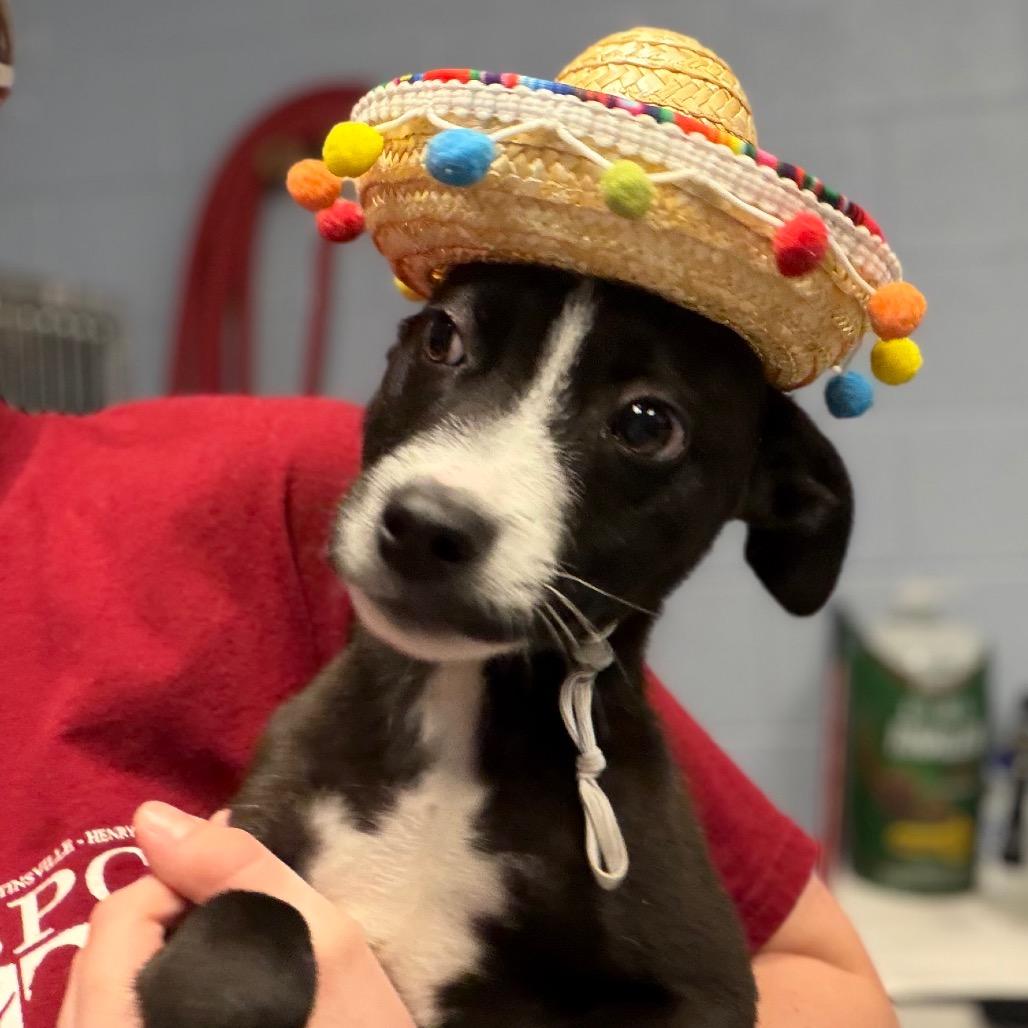 Bugsy, a Adoptable mixed breed in Martinsville, VA image 5/6