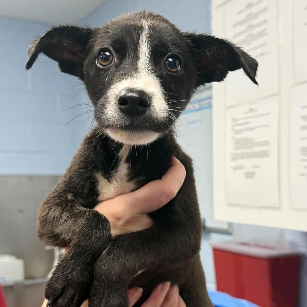Bugsy, a Adoptable mixed breed in Martinsville, VA image 6/6