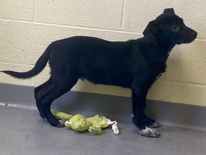 Cletus, a ADOPTABLE Shepherd in Glasgow, KY image 2/2