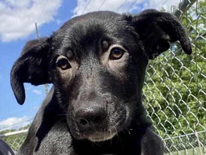 Cletus, ADOPTABLE, Young Male Shepherd.