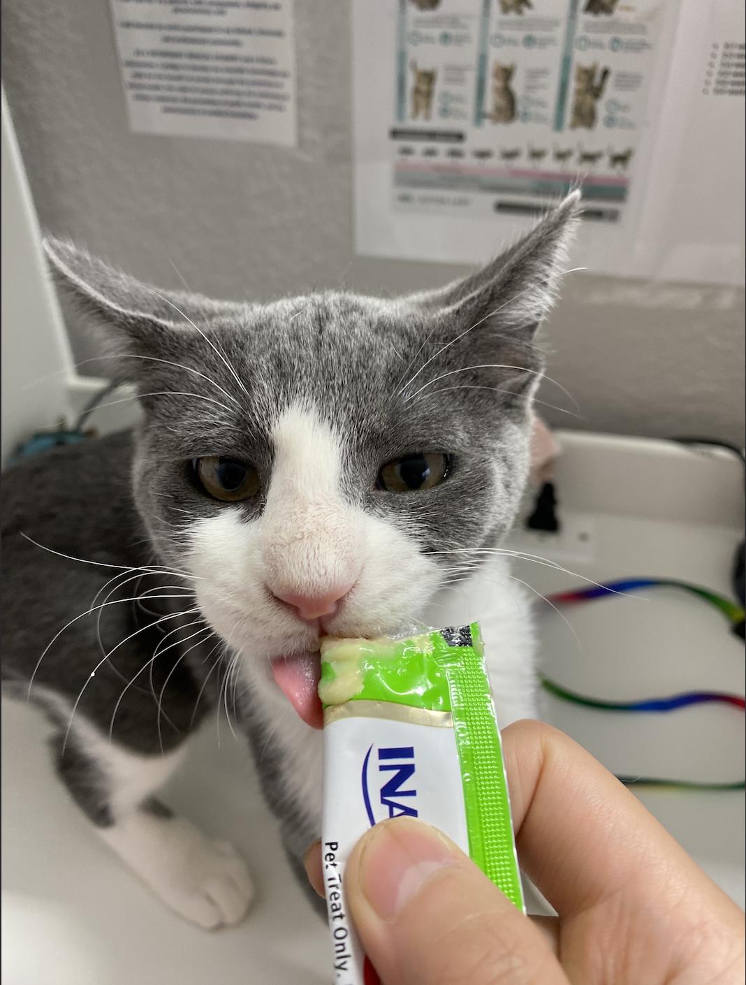 Poe, a ADOPTABLE Domestic Short Hair in Davis, CA image 2/5