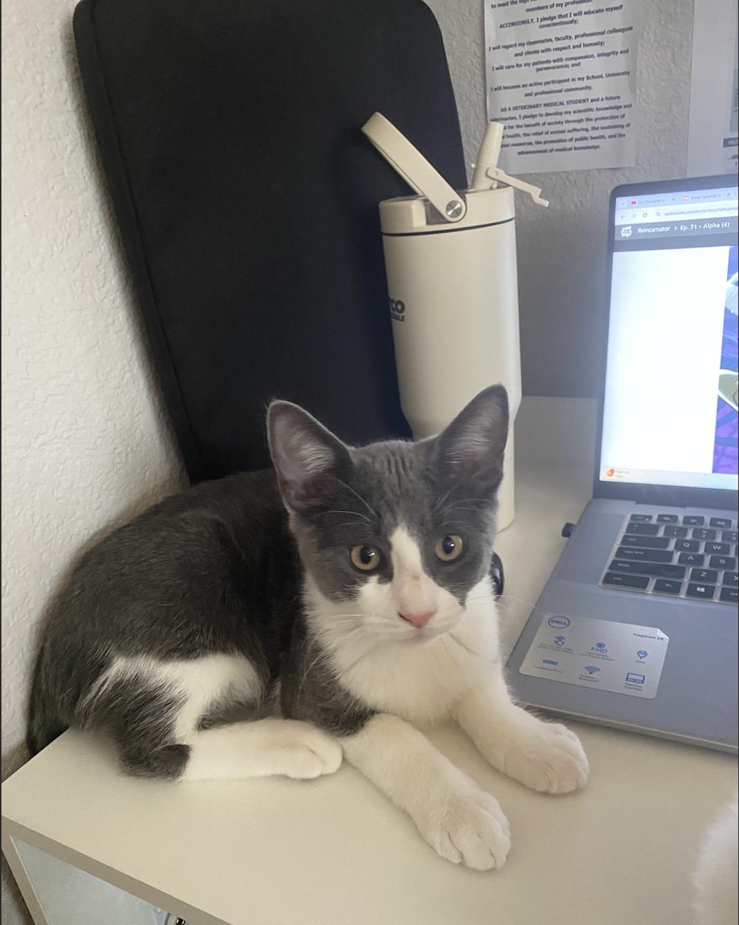 Poe, a ADOPTABLE Domestic Short Hair in Davis, CA image 3/5