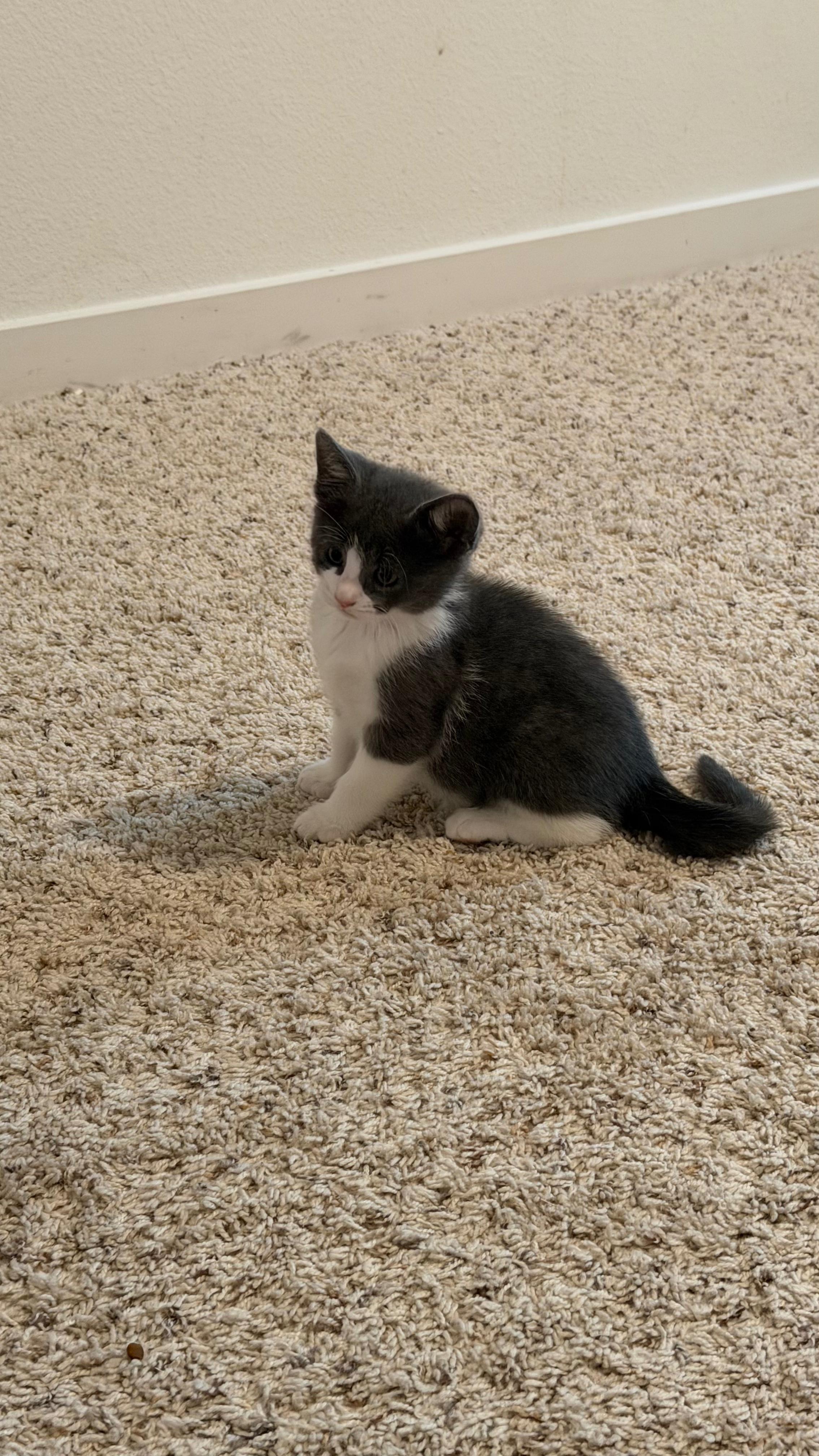 Enlarge Poe, a ADOPTABLE Domestic Short Hair in Davis, CA image 1/2