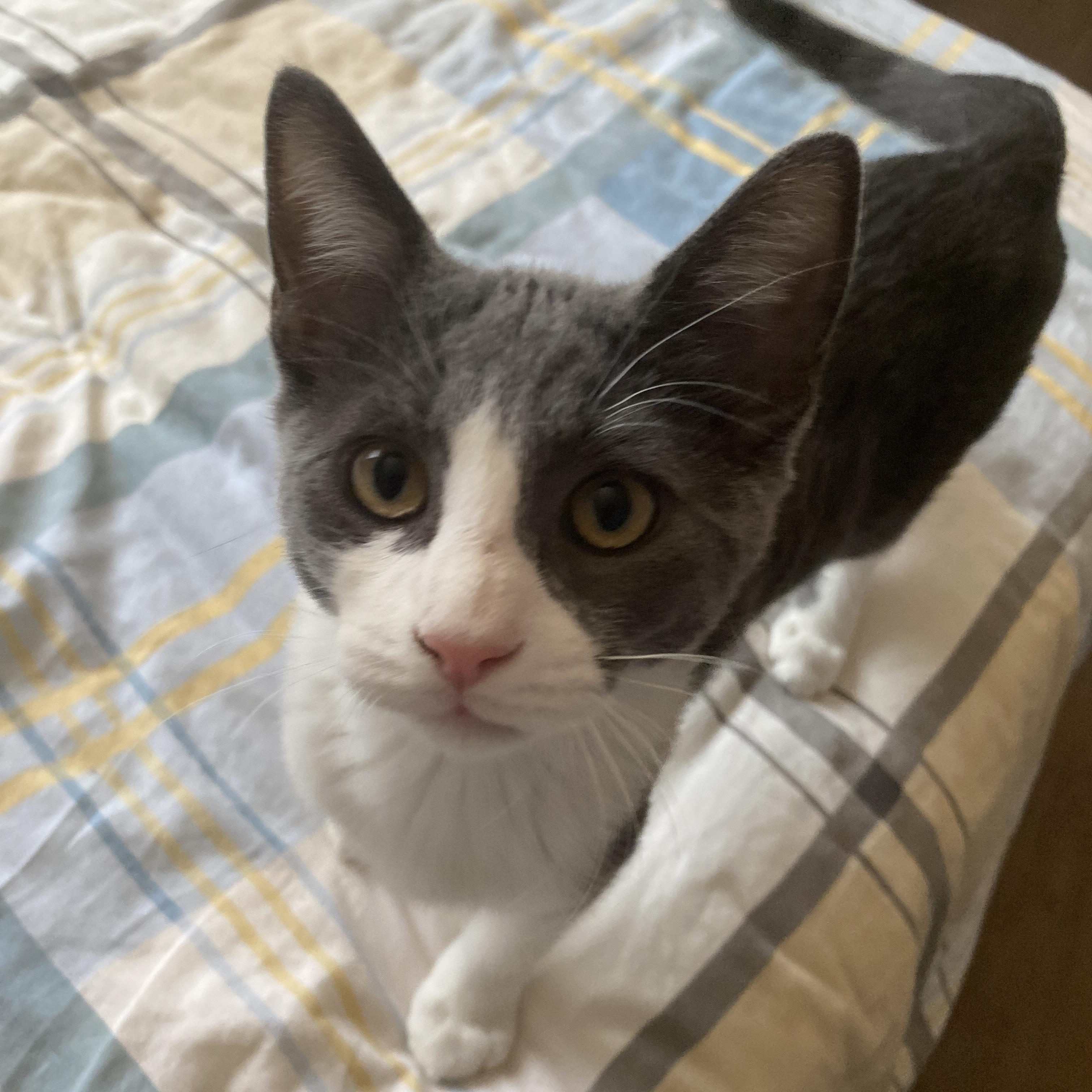Poe, ADOPTABLE, Kitten Male Domestic Short Hair.
