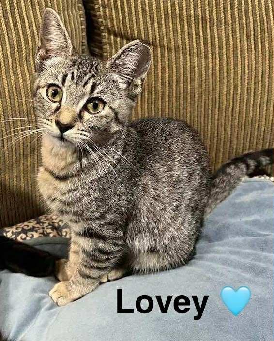Lovey photo 1