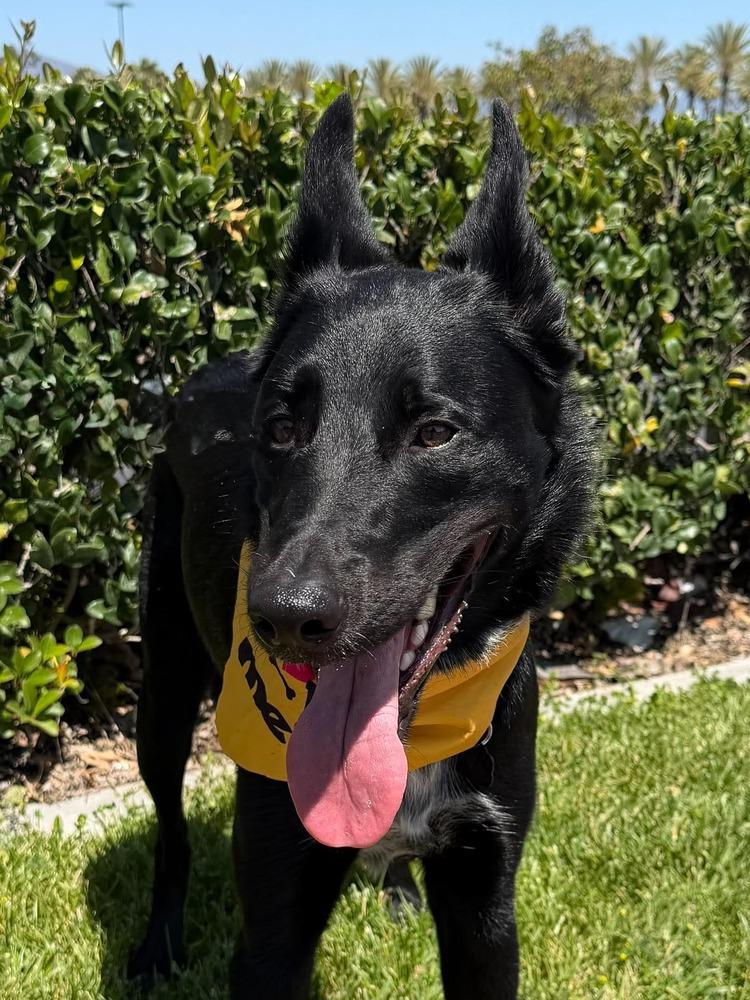 Apollo Maximus, Adoptable, Puppy Male Border Collie & Shepherd.
