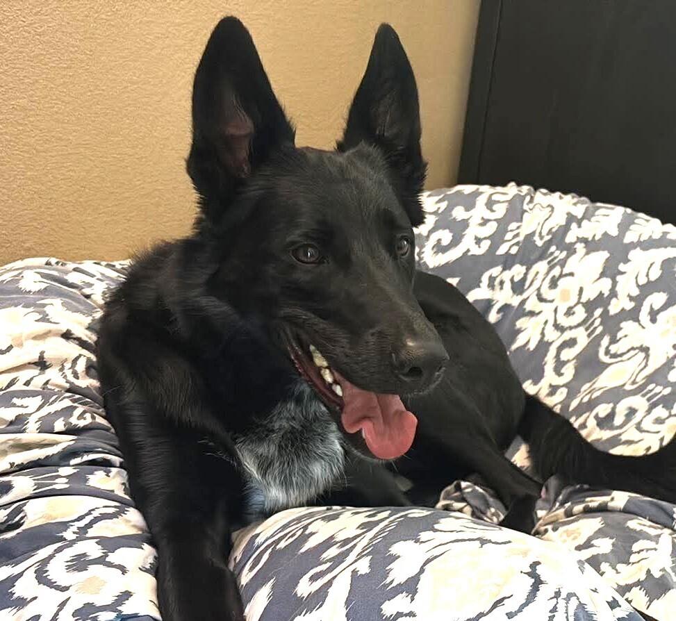 Apollo Maximus, a Adoptable mixed breed in Mission Viejo, CA image 2/5