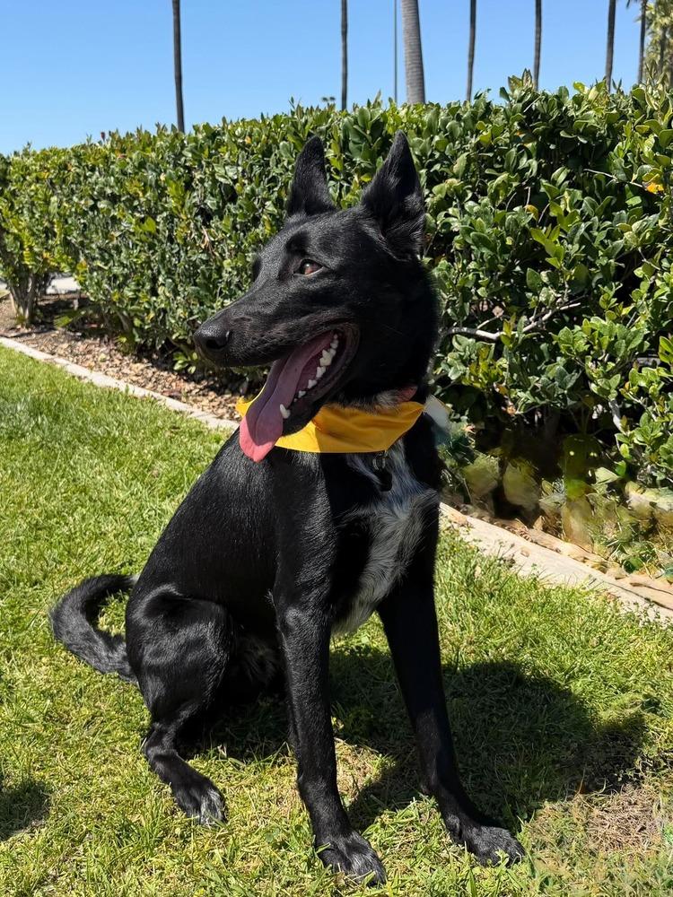 Apollo Maximus, a Adoptable mixed breed in Mission Viejo, CA image 3/5