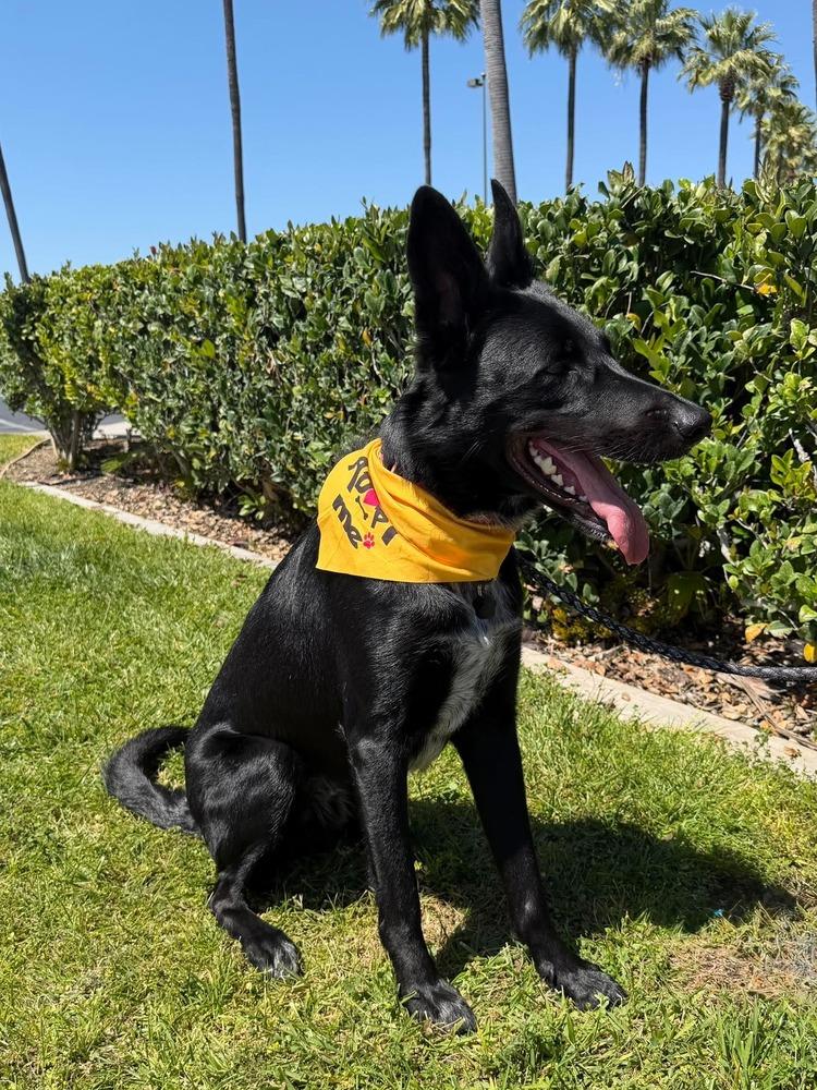 Apollo Maximus, a Adoptable mixed breed in Mission Viejo, CA image 4/5