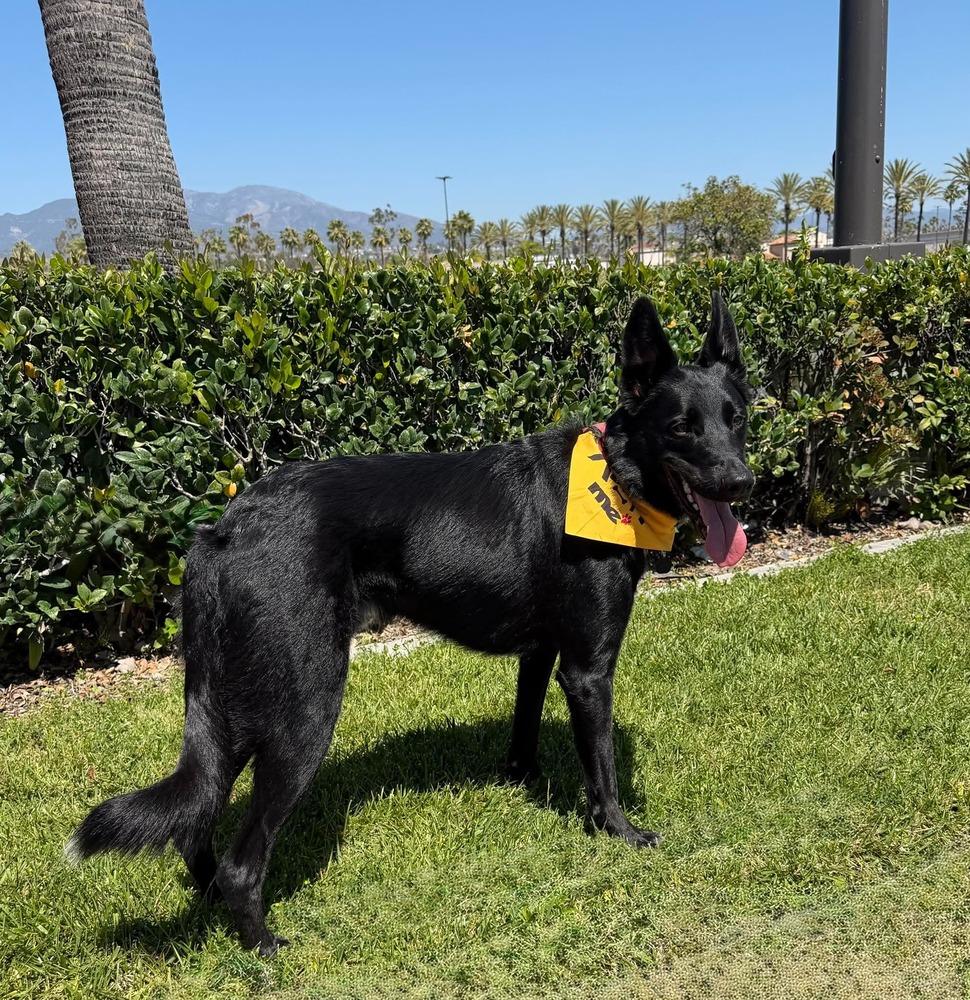 Apollo Maximus, a Adoptable mixed breed in Mission Viejo, CA image 5/5