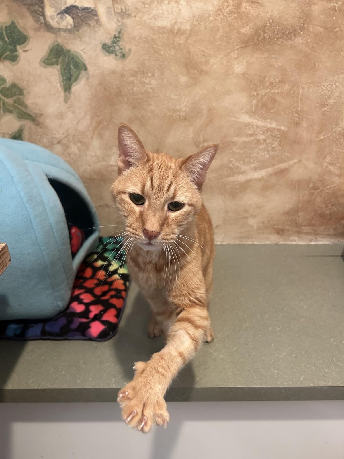 Aura, Adoptable, Senior Male Domestic Short Hair.