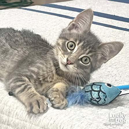 Christian, Adopted, Kitten Male Domestic Short Hair.