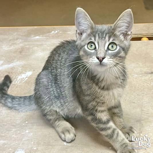Christian, a Adopted Domestic Short Hair in Washington, DC image 2/3