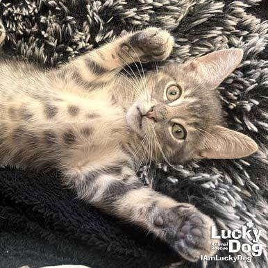 Christian, a Adopted Domestic Short Hair in Washington, DC image 3/3
