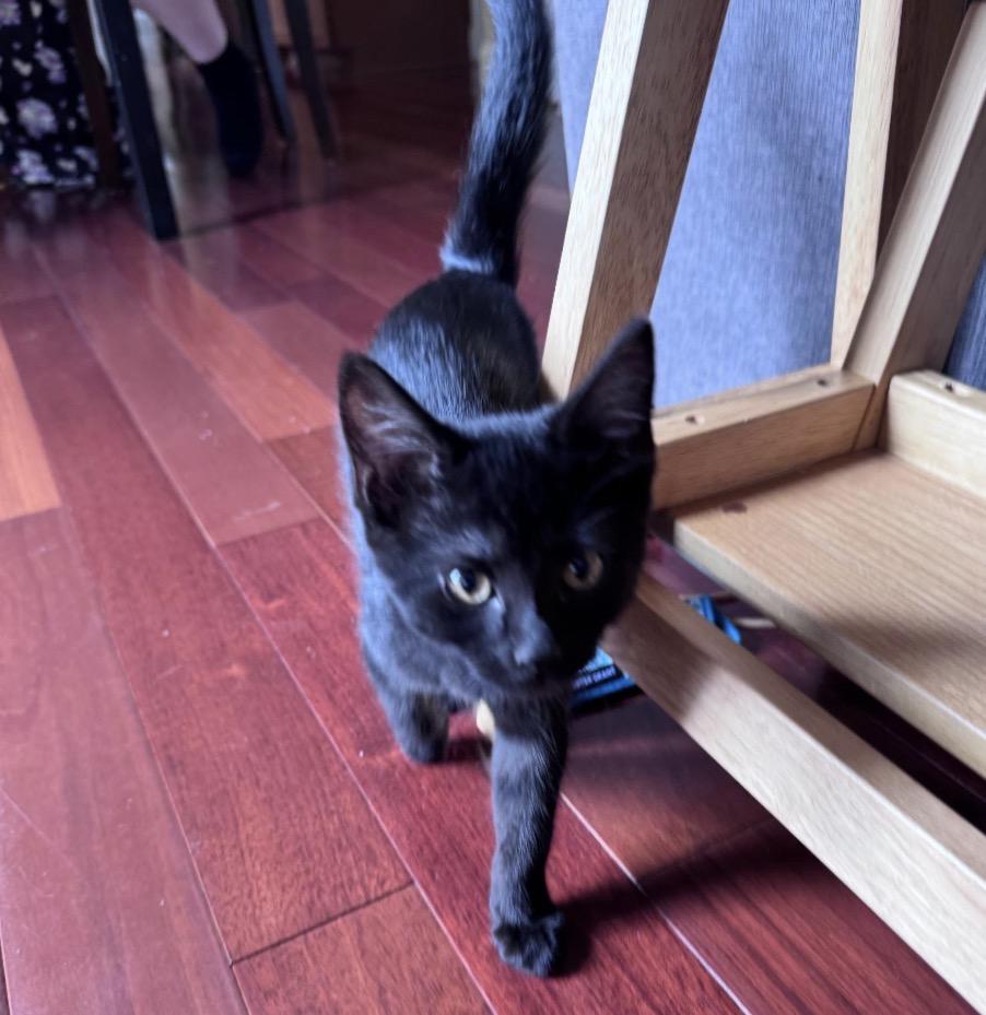 Lilac, adopted, Kitten Female Domestic Short Hair.
