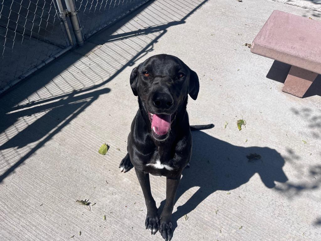 Moses, Adoptable, Young Male Labrador Retriever & Great Dane.