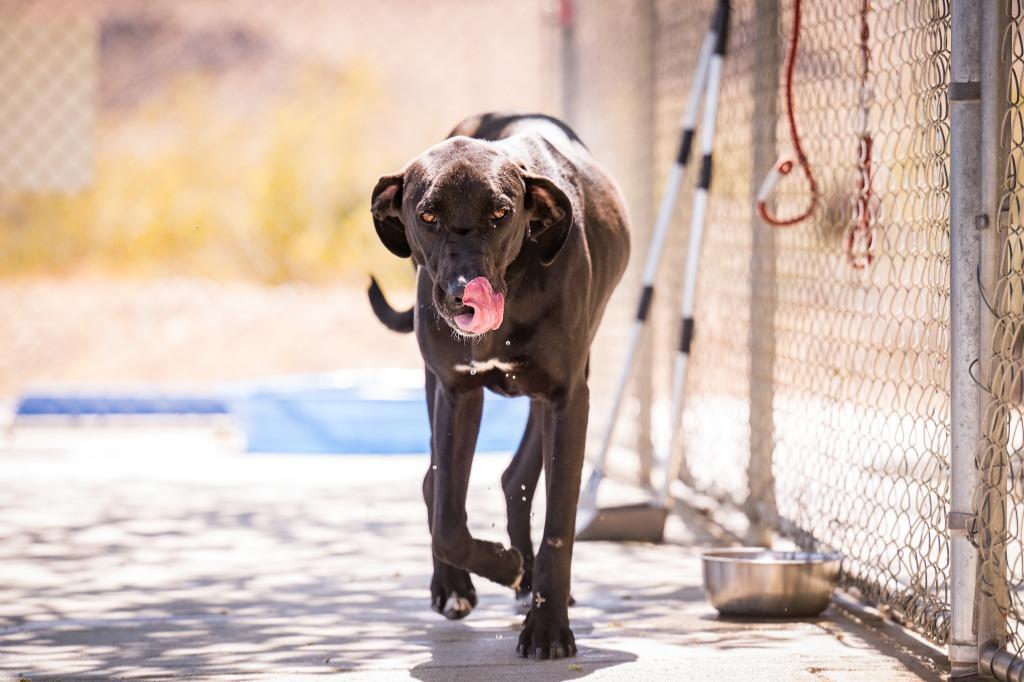 Moses, a Adoptable mixed breed in Twentynine Palms, CA image 2/6